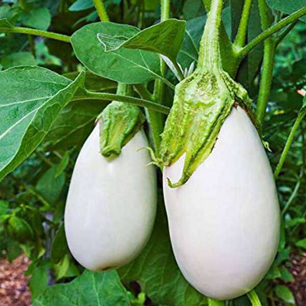 Brinjal Hybrid White Vegetable Seeds
